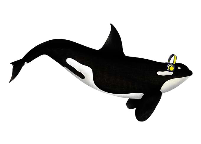 A killer whale listening to music on a set of yellow he ...