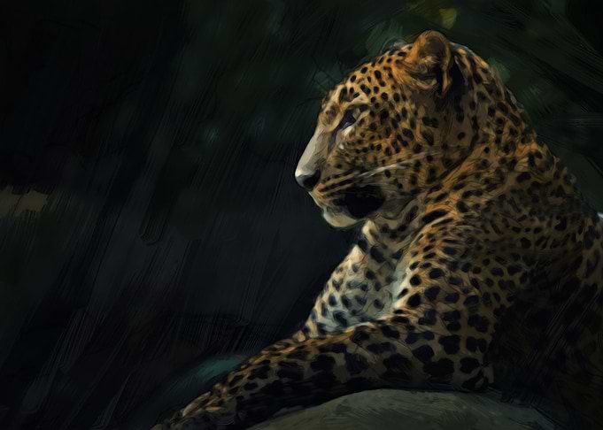 Leopard Oil / Draw