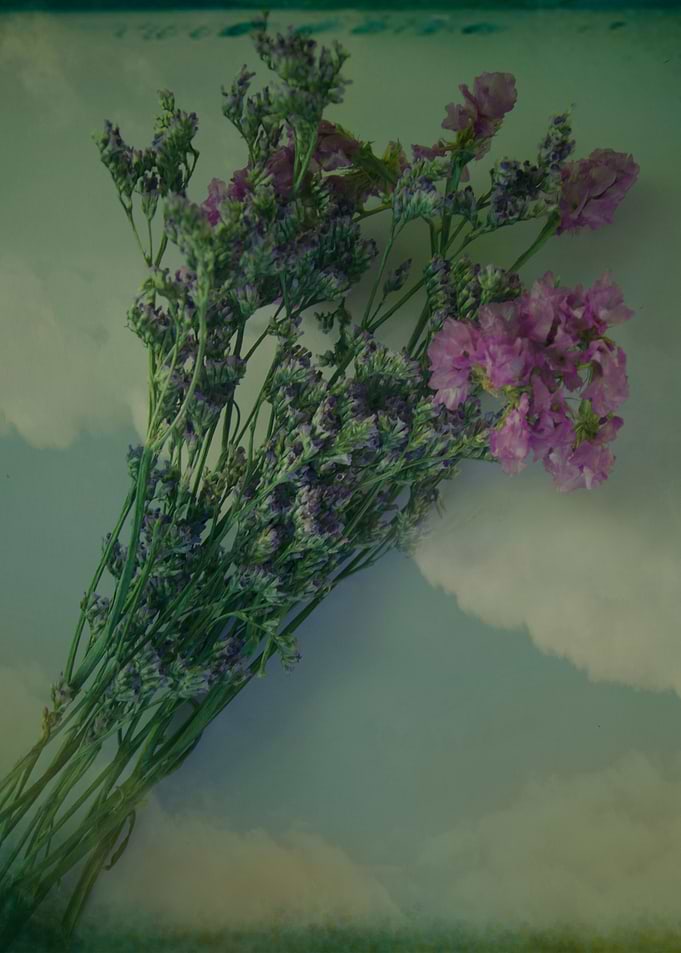 Lilacs
