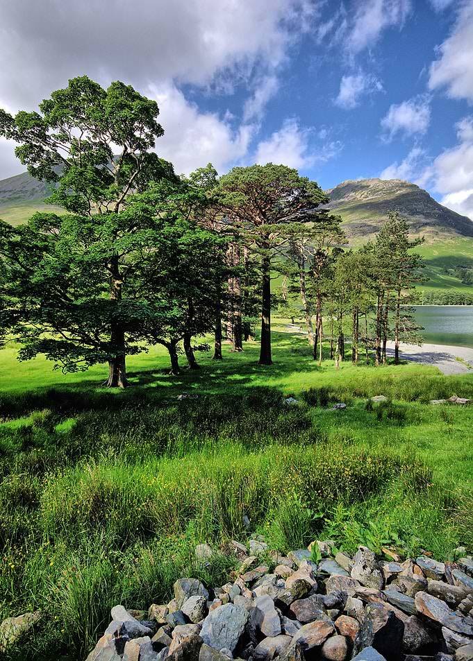 The famous pine trees at Buttermere in the Lake Distric ...