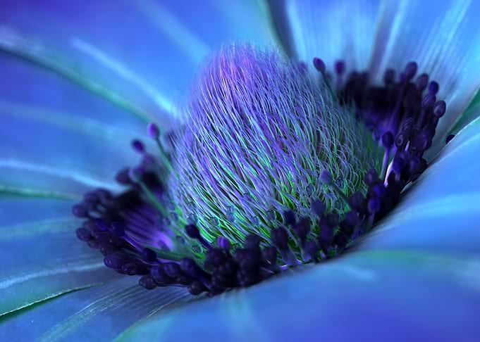 Windflower