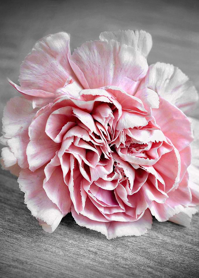 The Carnation