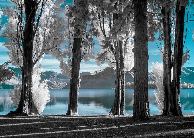 Poplar trees on the shore
