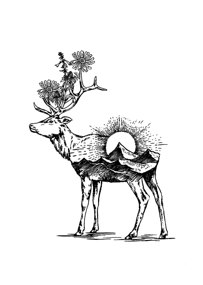 deer and the sunset