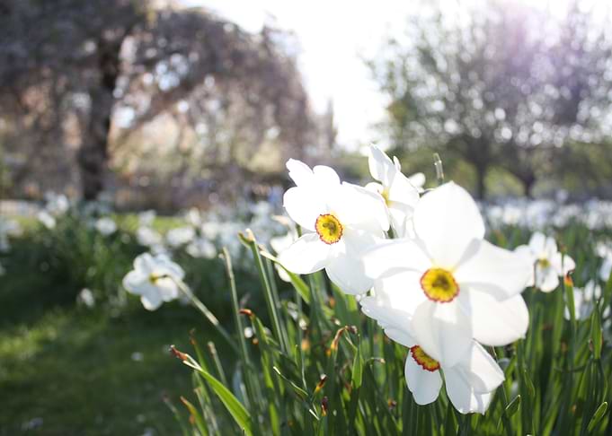 A closeup on flowers in a london park!