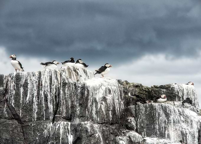 a six image panorama of Puffins shot from the deck of t ...