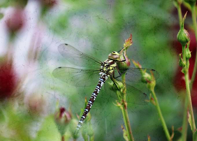 Dragon Fly sitting on a rose bud