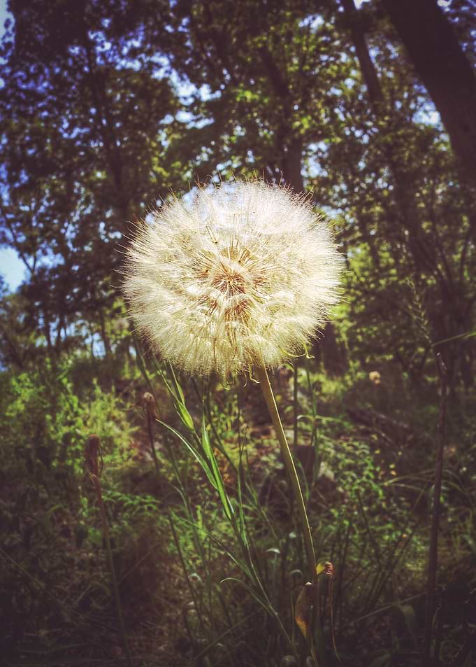 giant dandelion along my hike on mount Tammany; it was ...