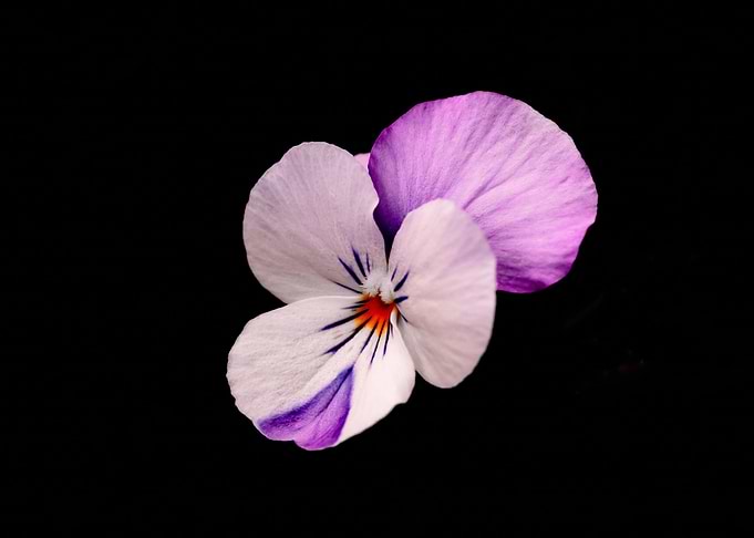 Small flower on a black background