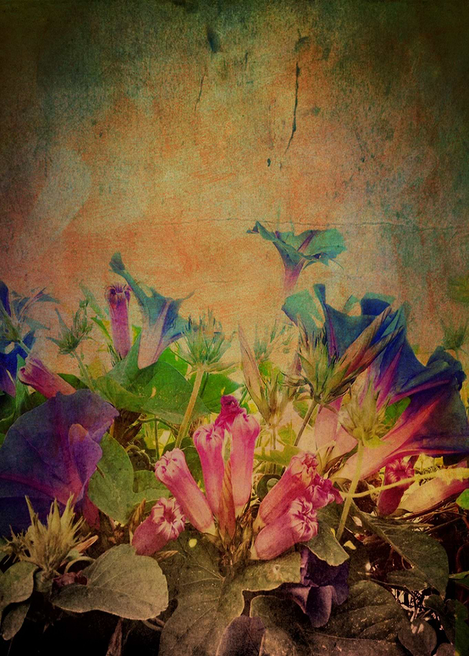 'Flowers have music for those who will listen' Wild flo ...