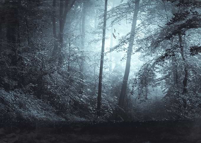 Summer forest in morning haze
