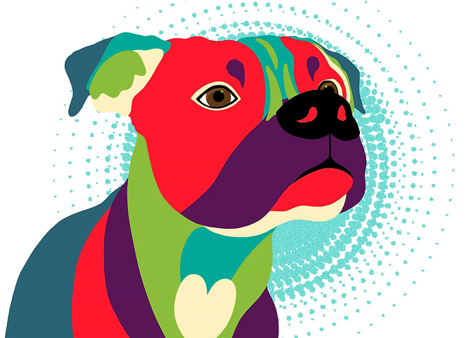This colorful boxer in sha