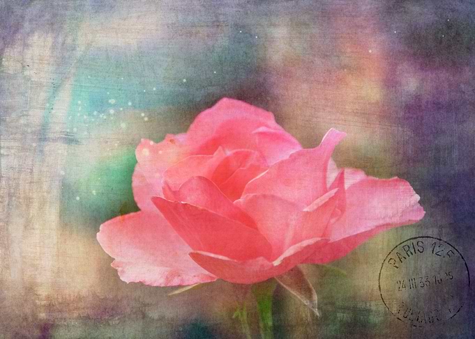 vintage rose