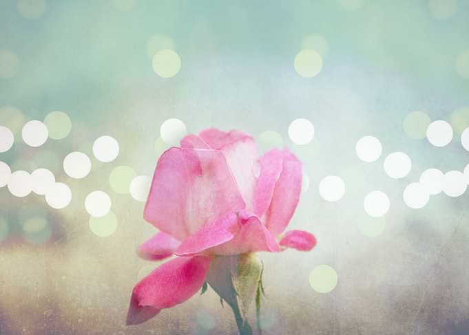 Bokeh Rose