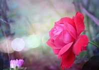 Romantic