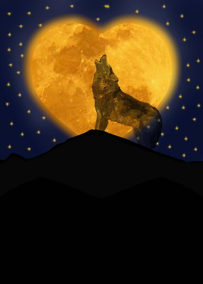 a lone wolf howls to the heart moon as he longs for lov ...