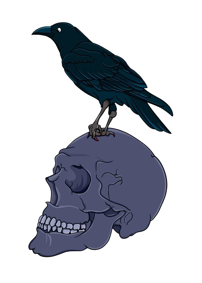 A raven standing on top of a human skull.