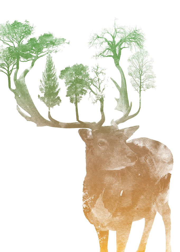 Oh Deer