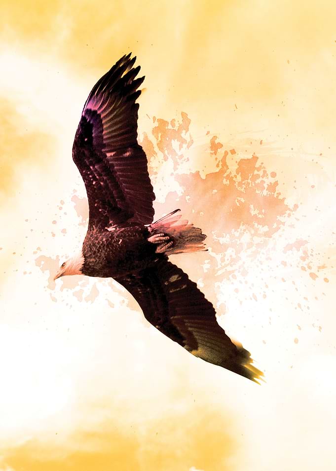 Eagle Flight - The strength of the eagle is portrayed i ...