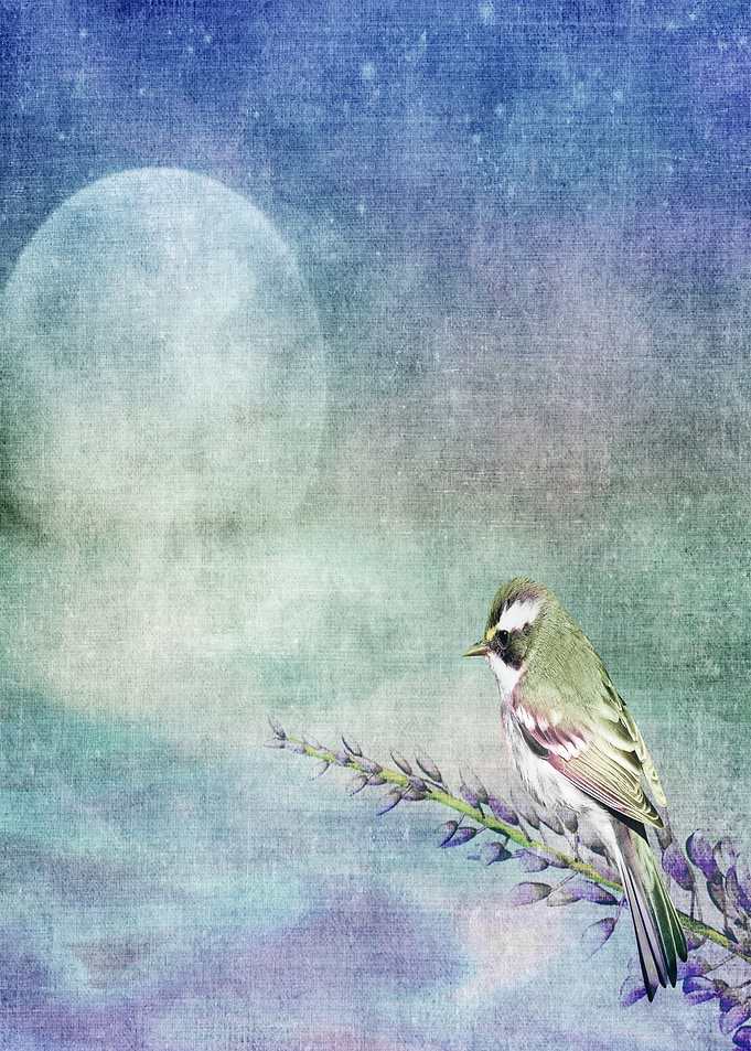 Home to Roost