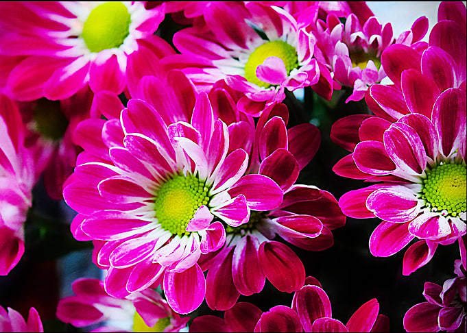Beautiful summertime blooms. pink and white floral disp ...