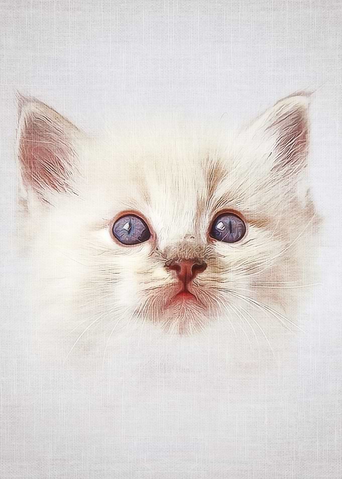 Cat #1