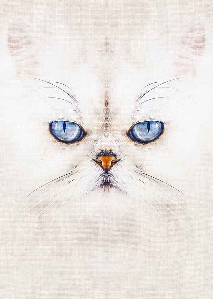 Cat #2