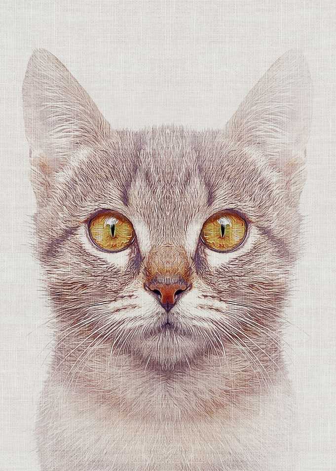 Cat #3