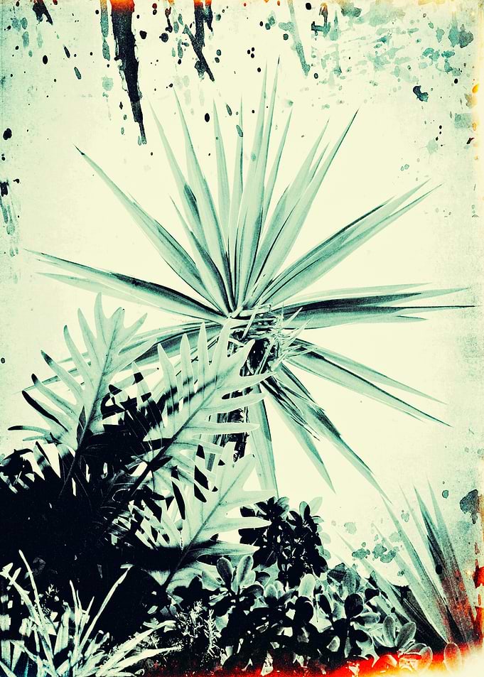 Color photograph, textured and hand painted