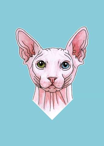 Sphynx cat portrait