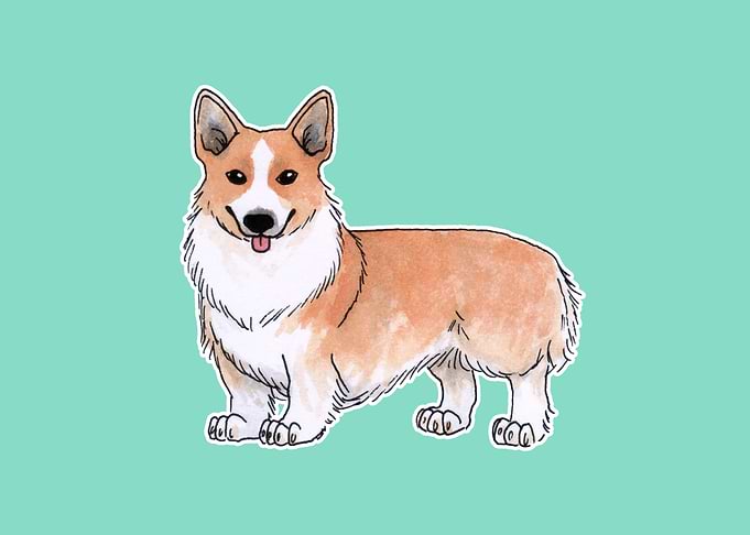 Welsh corgi dog