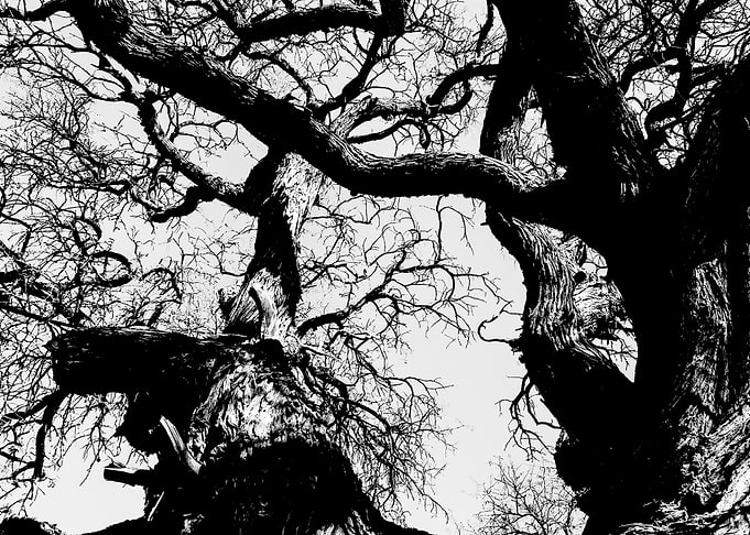 Secular tree