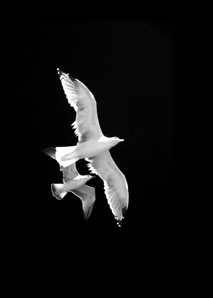 a couple of seagulls flight high into the sky. I rememb ...