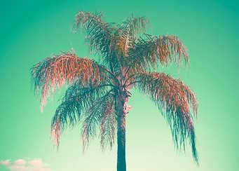 Red palm tree