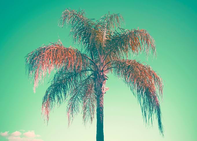 Red palm tree
