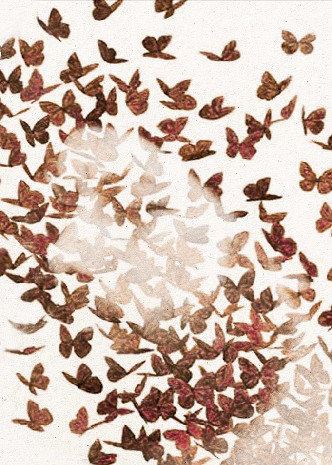 Butterfly People 3