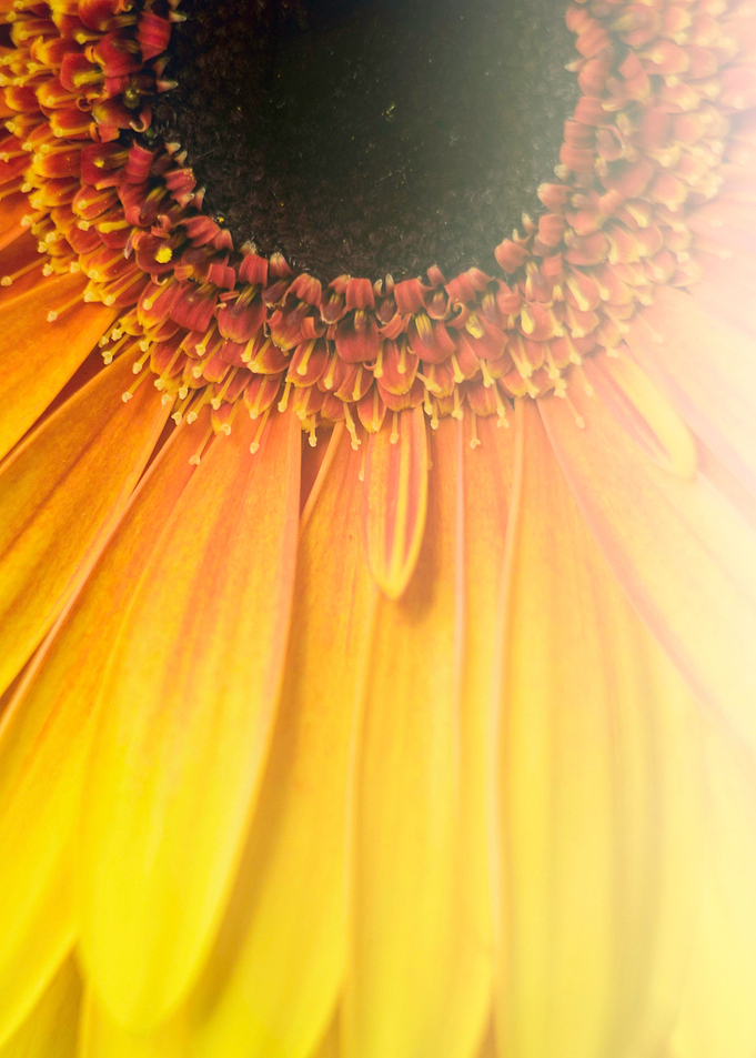 Flower Power 1