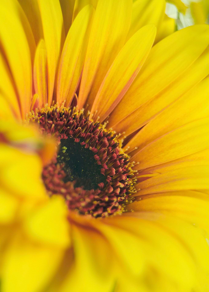 Flower Power 4