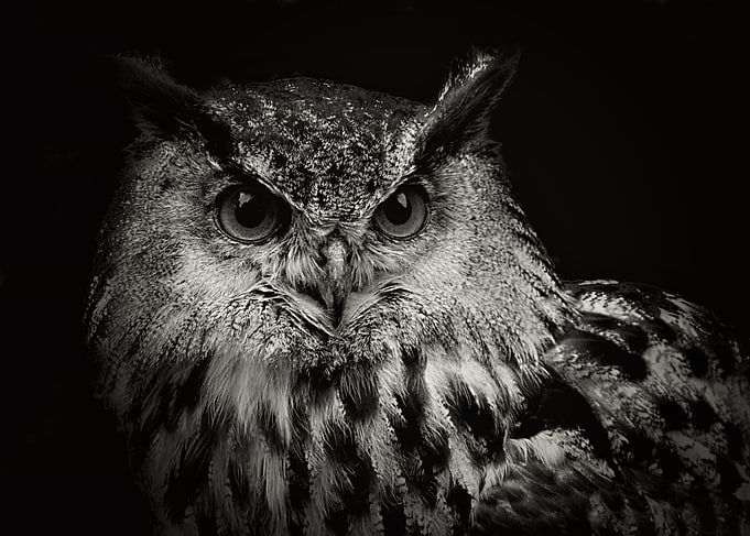 Intensity by Clare Bevan Photography is a mixed media a ...