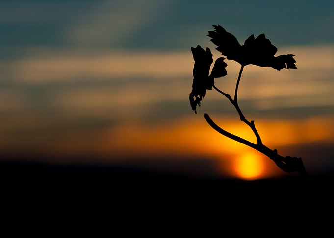 a couple of leaves of a grapevine tree at sunset, magic ...