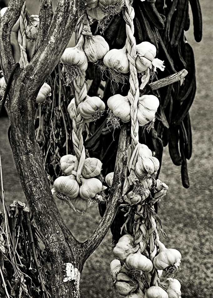 a big braid of garlic and carobs that I photographed so ...