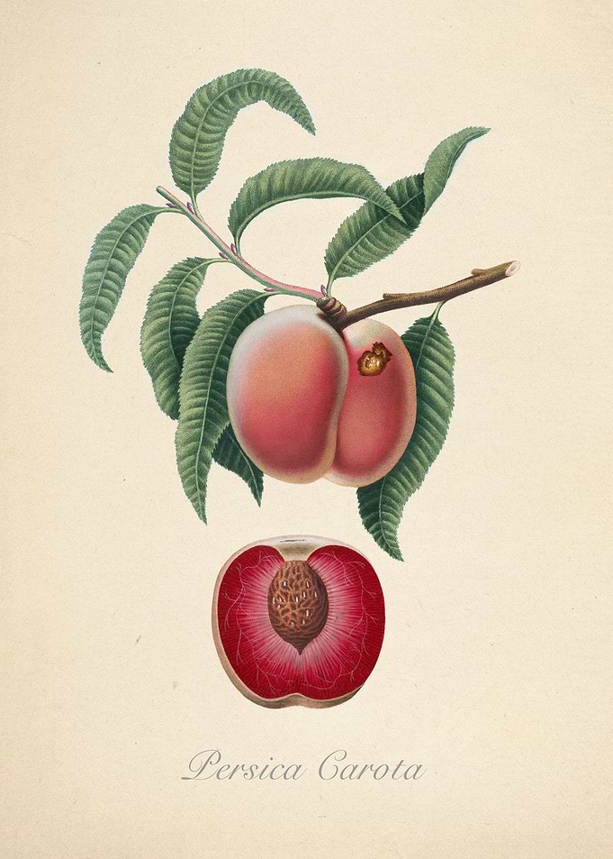 A peach illustration, Persica Carota, Italian fruit.