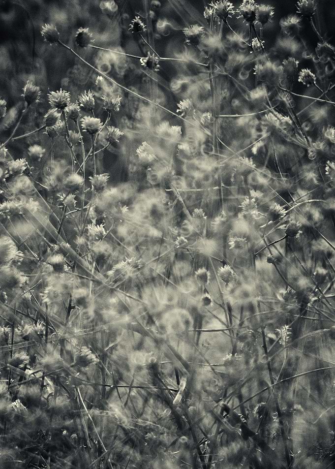 some flowers I photographed with a long lens, a catadio ...