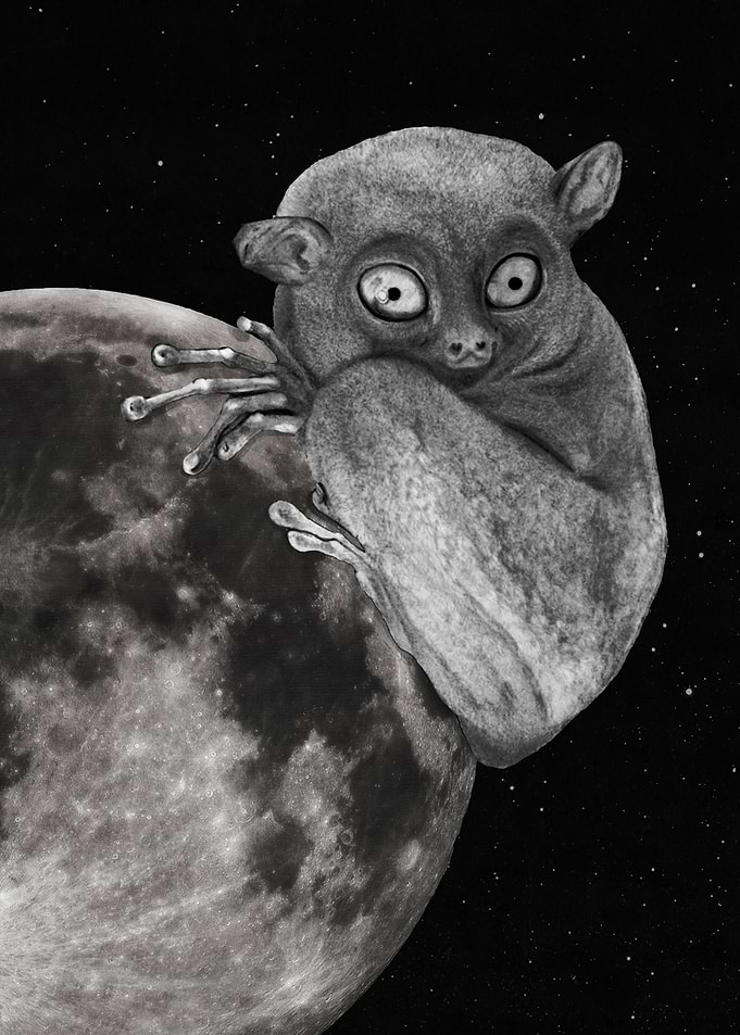 'The Tarsius Who Reached His Light Source'