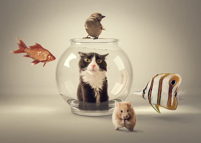 Curiosity killed the cat..... ...