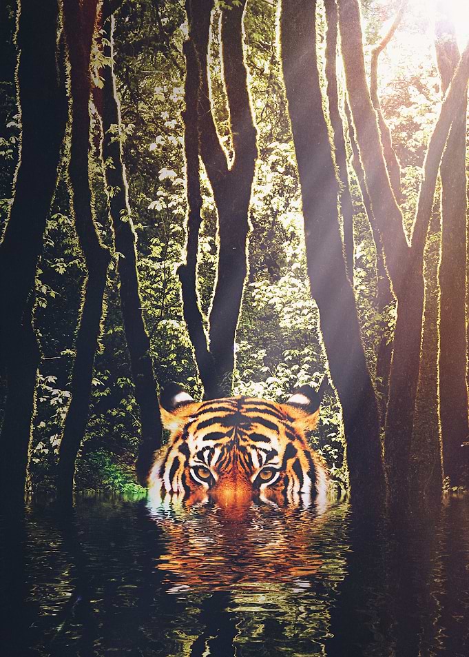 It's a jungle