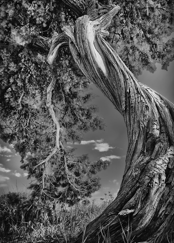 An S shaped tree, wonderful in its natural sinuosity, i ...
