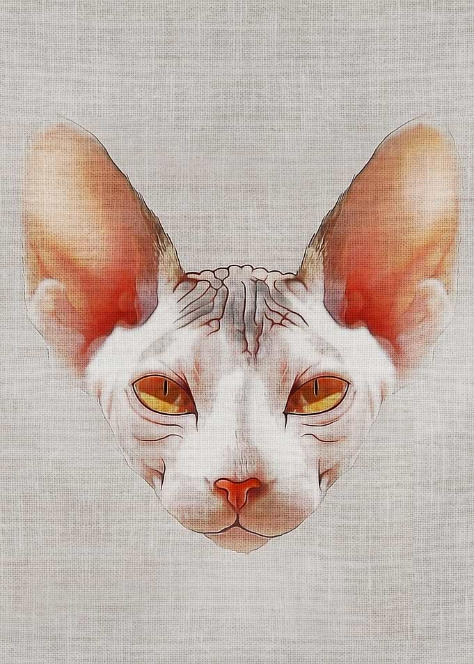 Cat #4