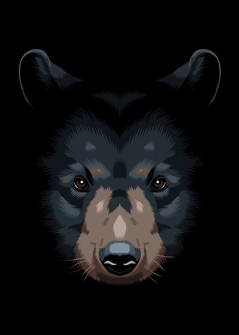 face bear