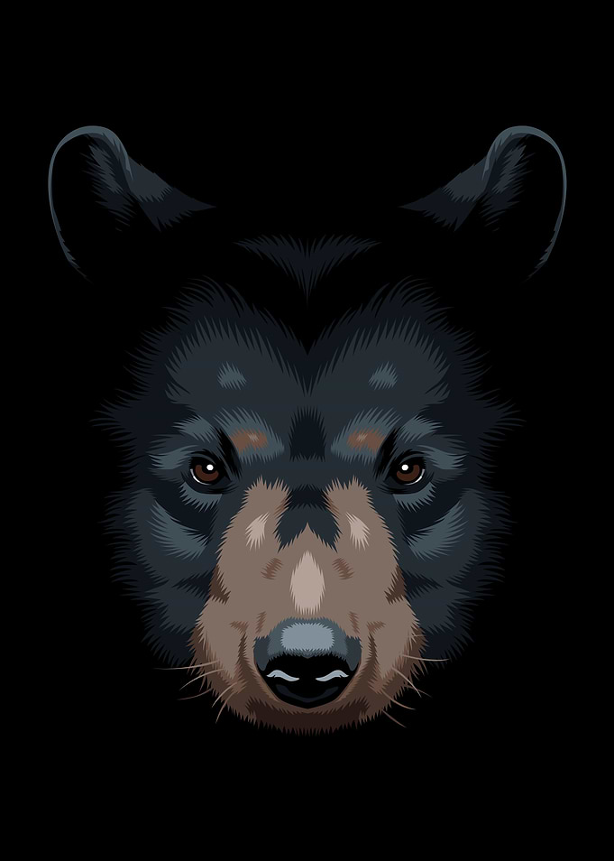 face bear